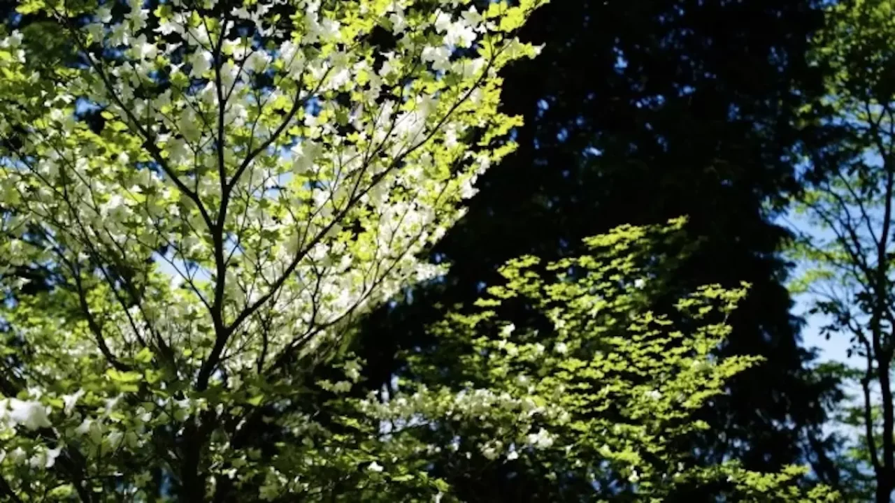 恵那山前宮ルート樹林帯