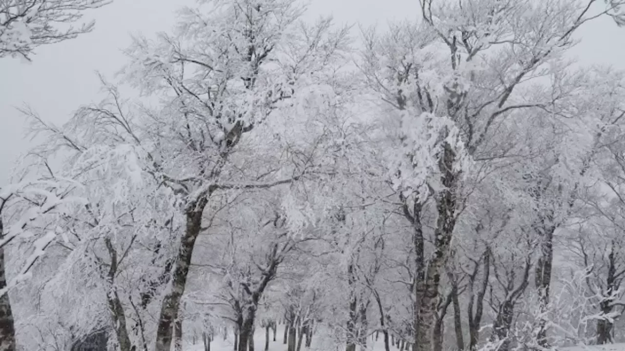 関西 登山 氷ノ山