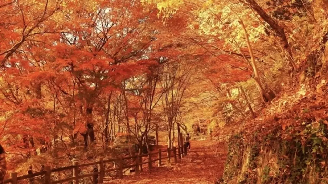 六甲山 登山 紅葉 裏六甲