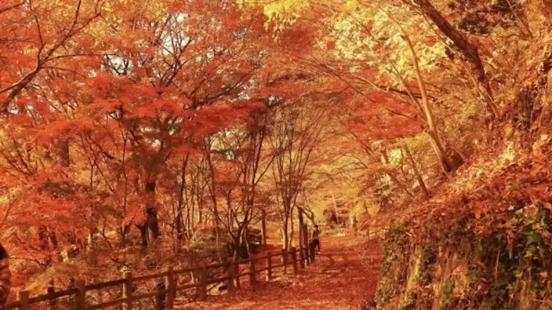 六甲山 登山 紅葉 裏六甲
