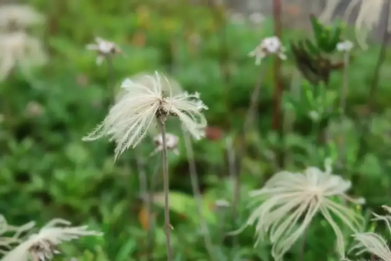 チングルマのアップ