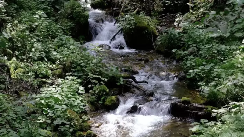 三浦アルプス 登山 森戸川源流