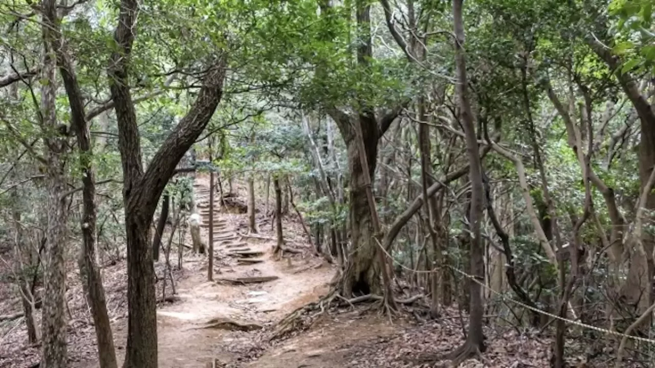 須磨アルプス 鉢伏山 登山道