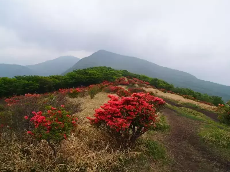 鍋割山に咲くヤマツツジ