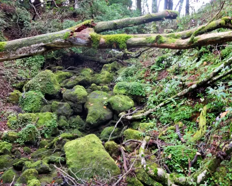 倒木と苔