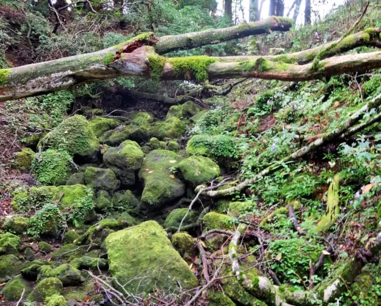 倒木と苔