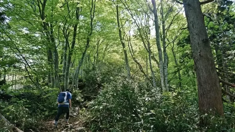 高千穂峰登山夢ヶ丘ルートの樹林帯