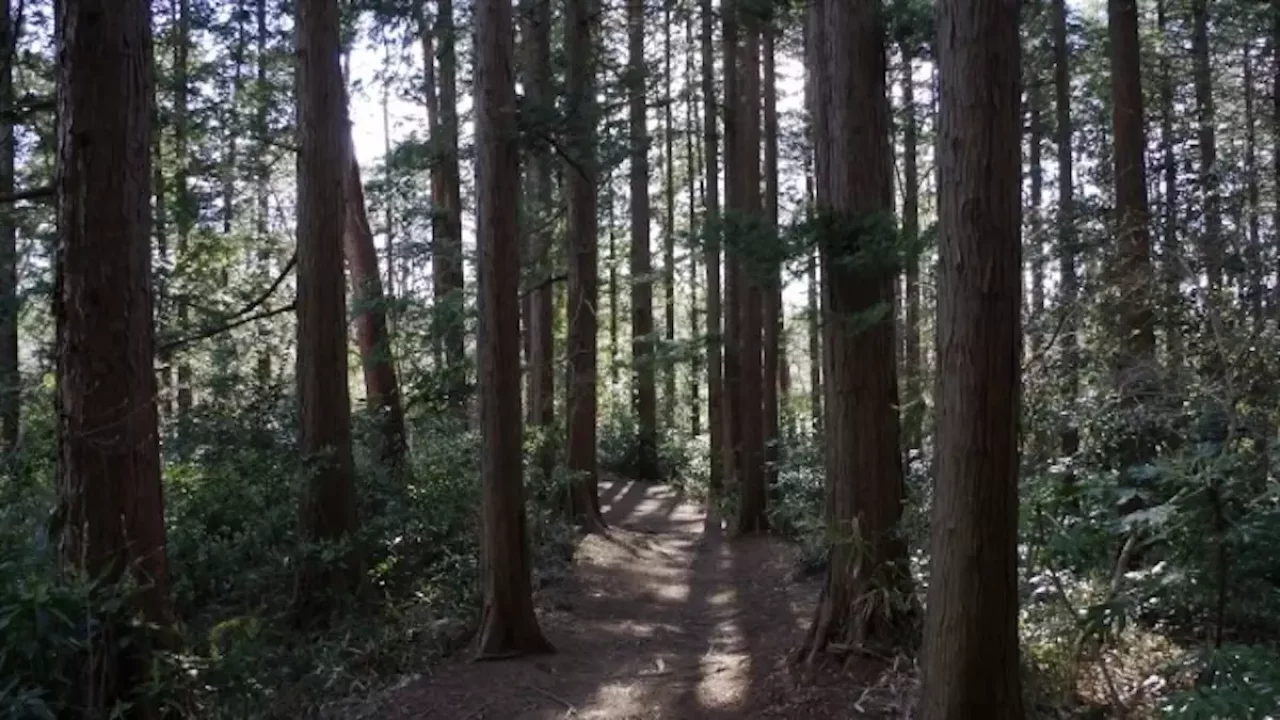 三浦アルプス 登山 南尾根縦走