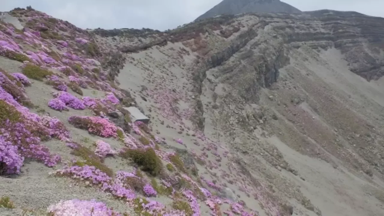 高千穂峰登山ミヤマキリシマ