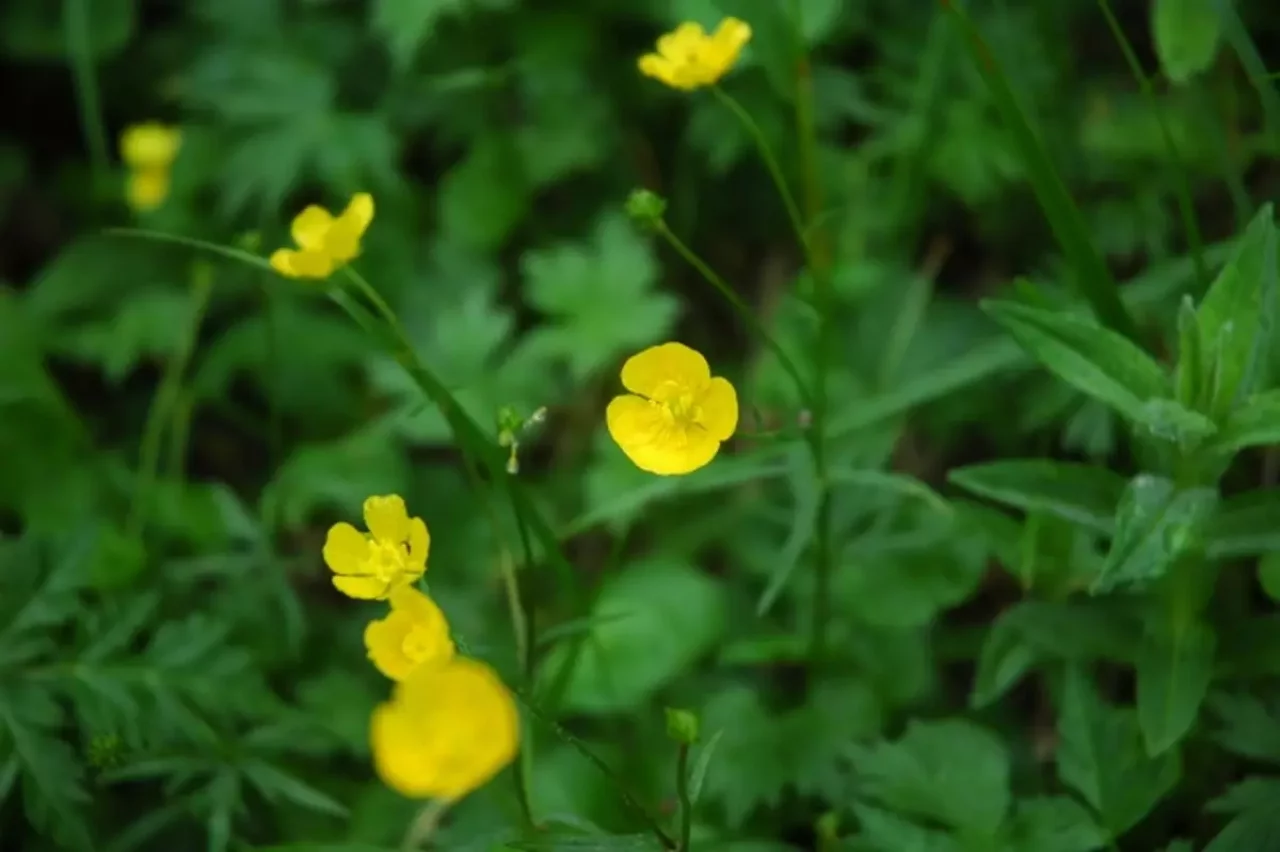ミヤマキンポウゲ