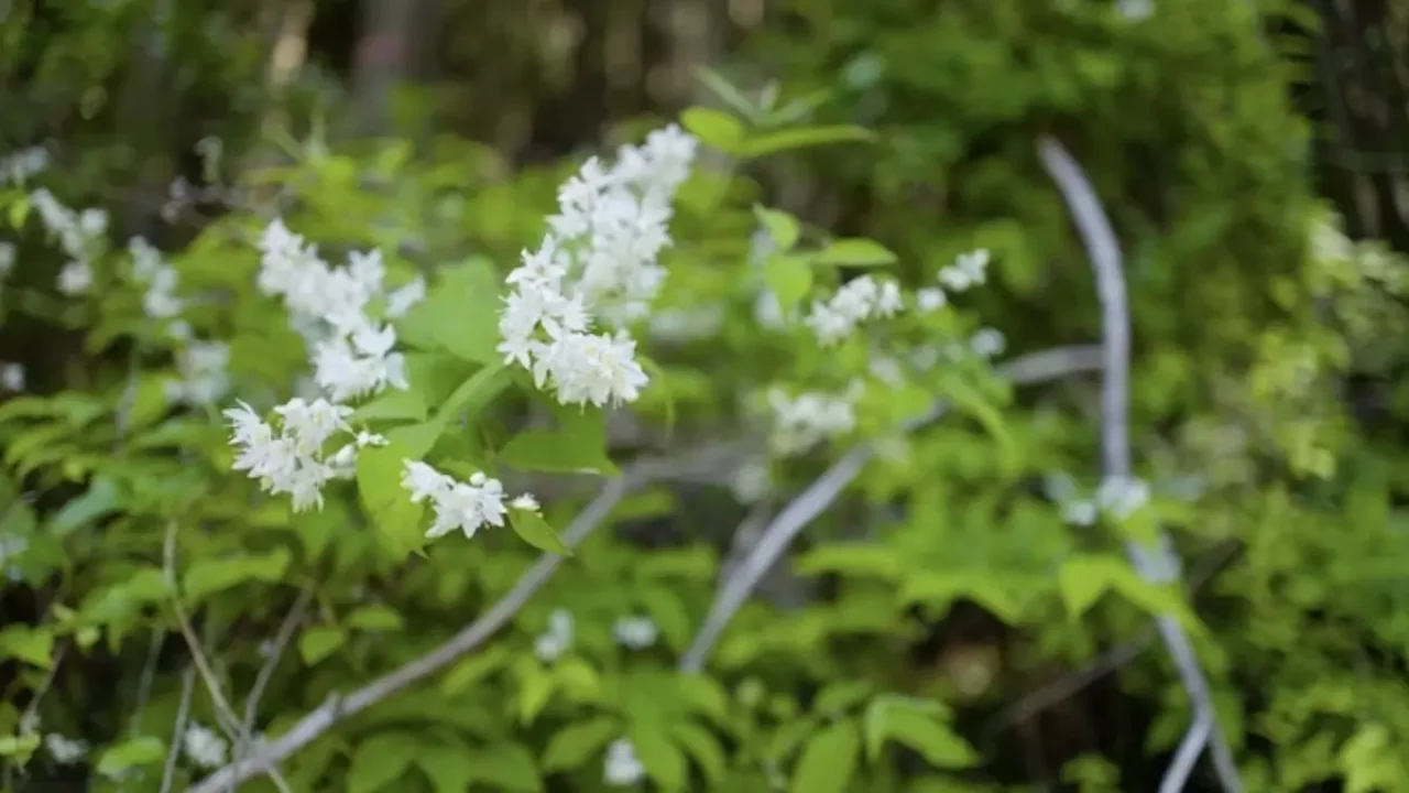 恵那山の高山植物