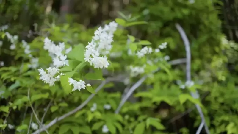 恵那山の高山植物
