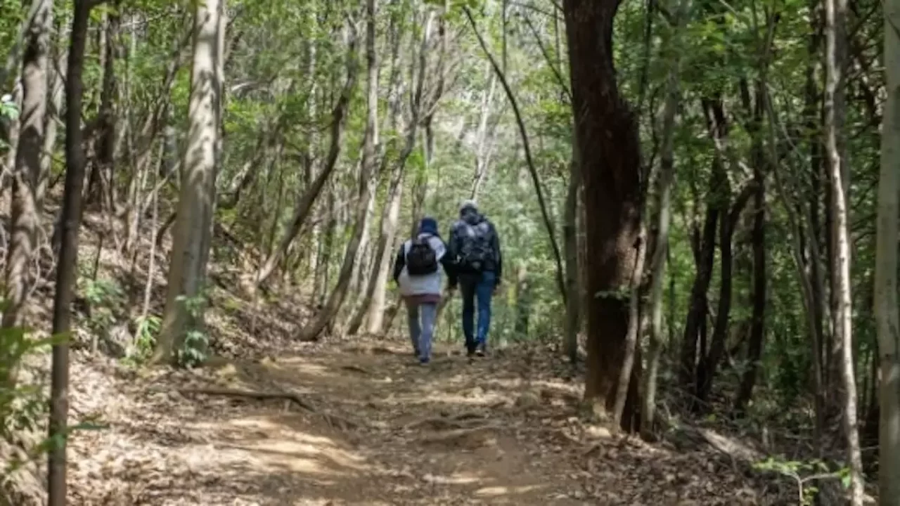 三浦アルプス 登山 登山道