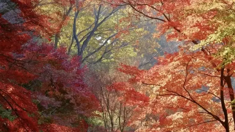 愛宕山 登山 紅葉
