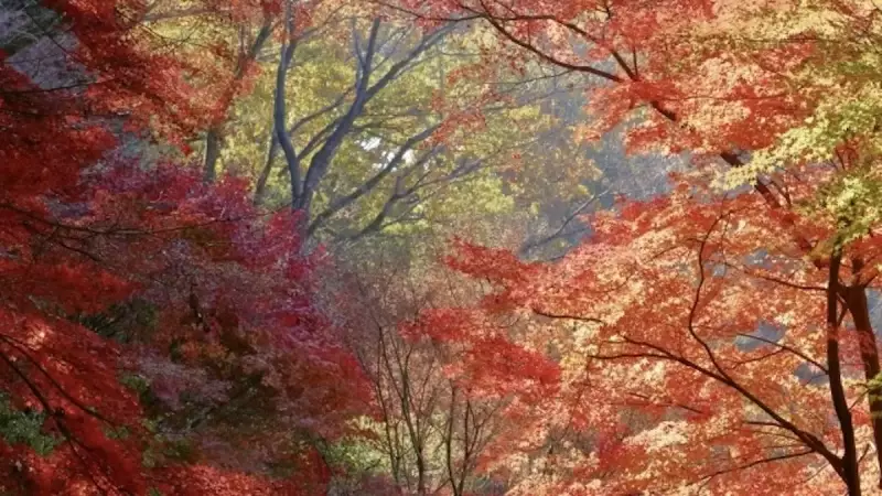 愛宕山 登山 紅葉