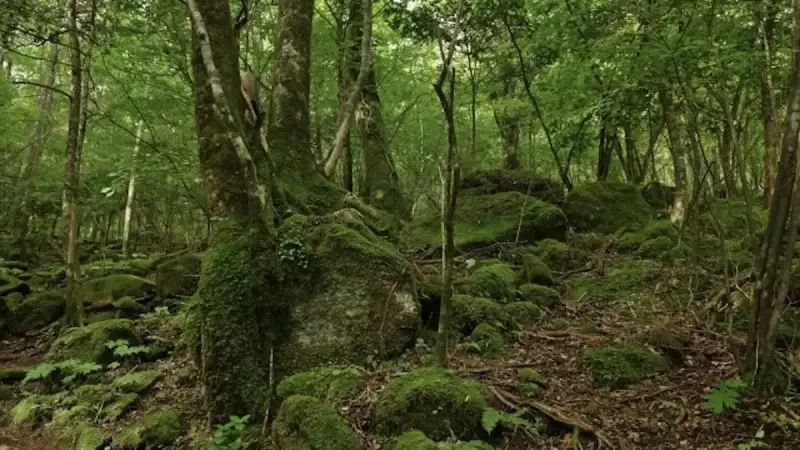 大船山登山吉部登山口ルート
