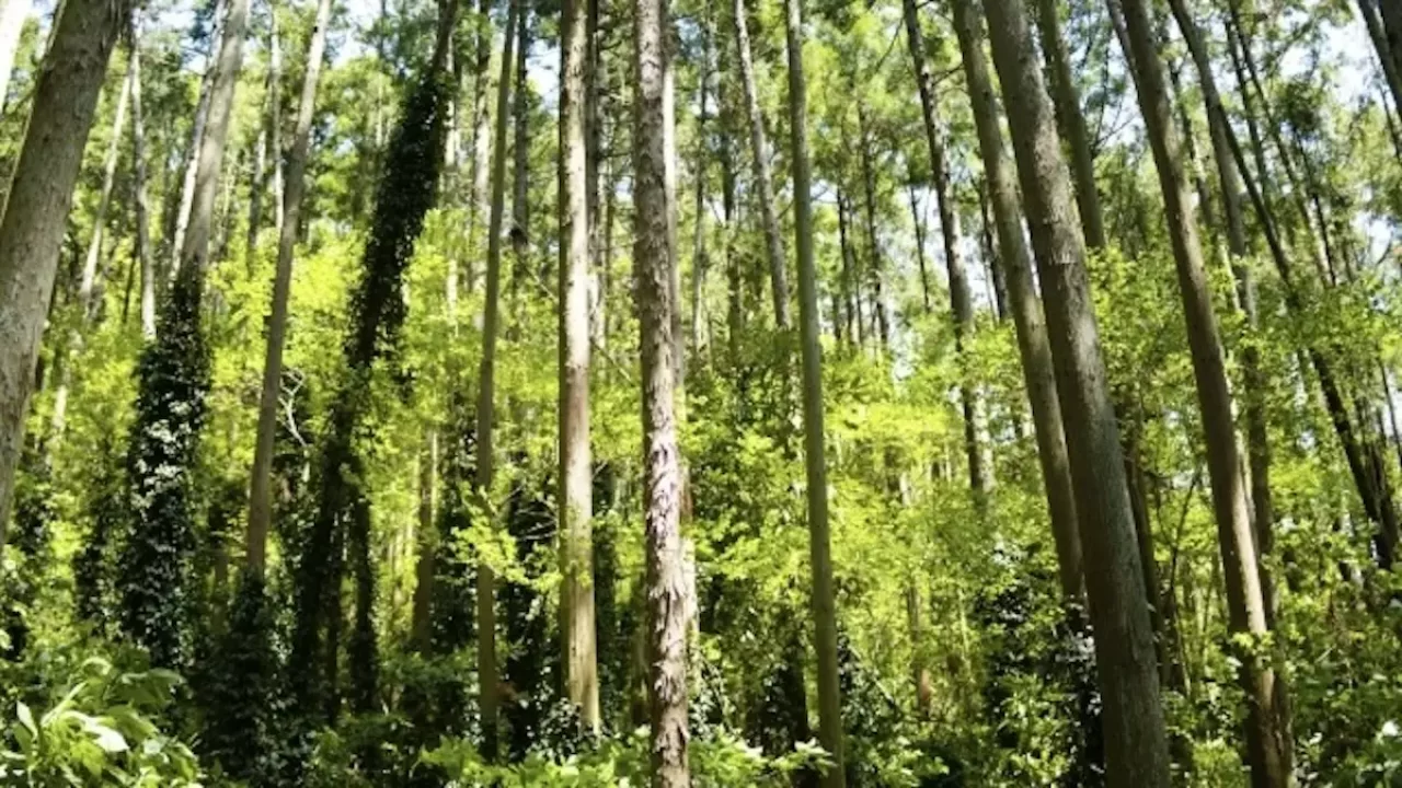 三浦アルプス 登山 都会の喧騒を離れる