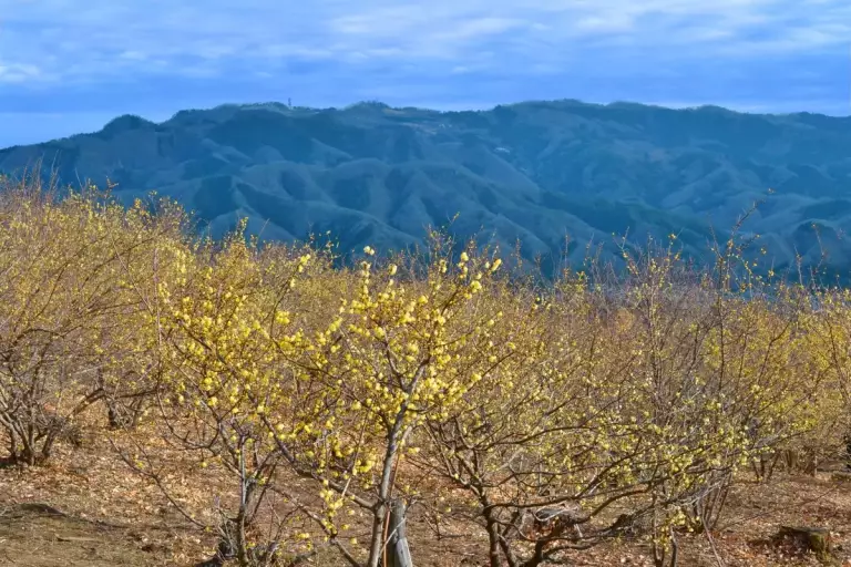 宝登山山頂