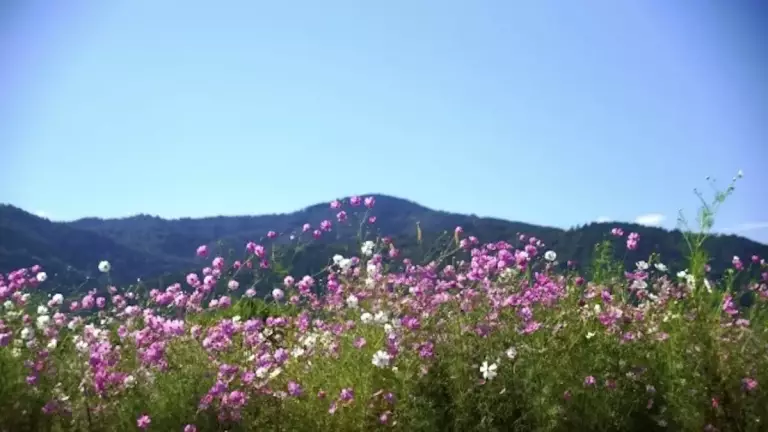 関西 登山 愛宕山