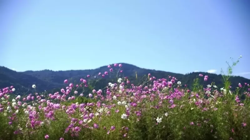 関西 登山 愛宕山