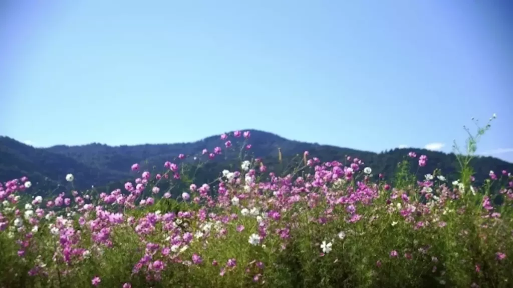 【登山初心者向き】愛宕山から情緒あふれる古都の眺めを満喫する難易度別ルートを紹介!