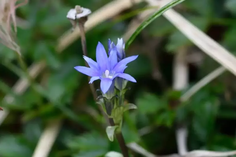 ミヤマリンドウの花