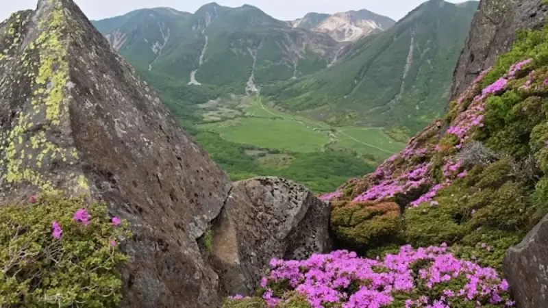 九州の日本百名山九重連山平治岳のミヤマキリシマ