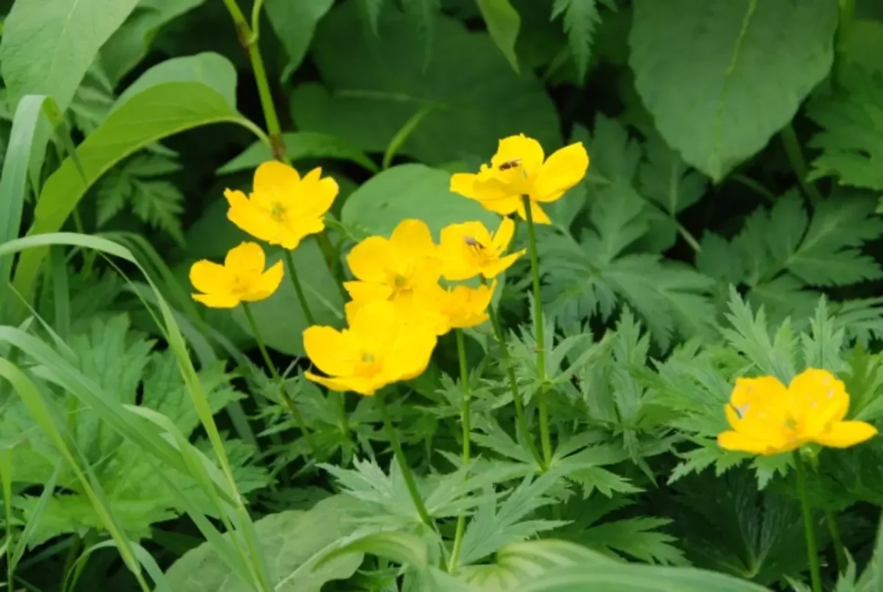 高山植物のシナノキンバイ