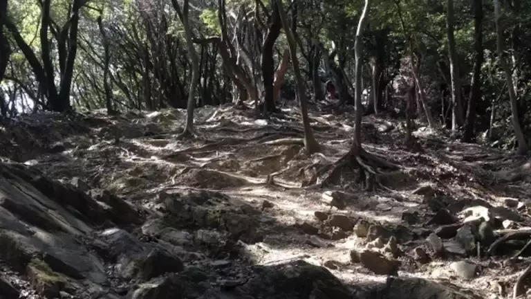 大船山登山今水登山ルート