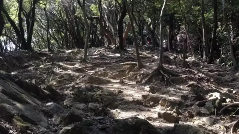 大船山登山今水登山ルート