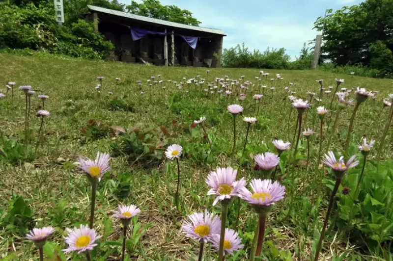 梵珠山山頂に咲き乱れるノコンギク
梵珠山 登山