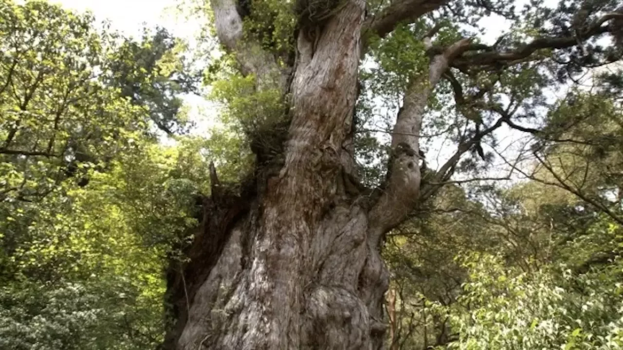 九州の日本百名山宮之浦岳の縄文杉