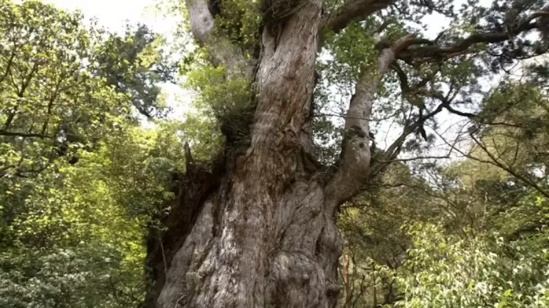 九州の日本百名山宮之浦岳の縄文杉