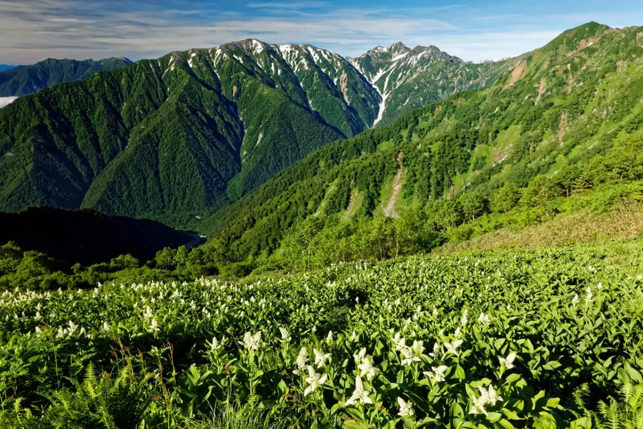 種池山荘周辺のお花畑