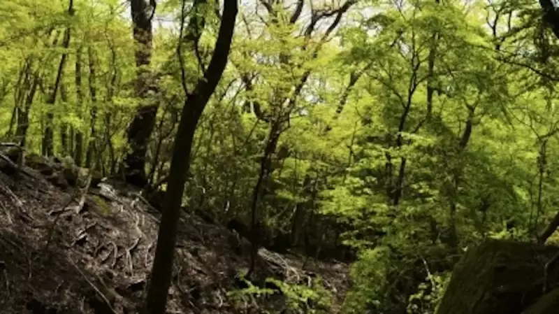 由布岳登山 西登山口ルートの樹林帯