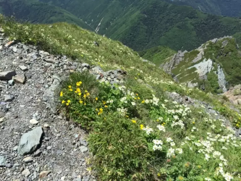 高山植物