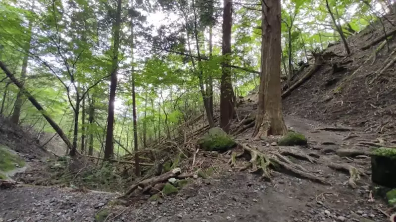 由布岳登山 由布岳正面口登山道の樹林帯