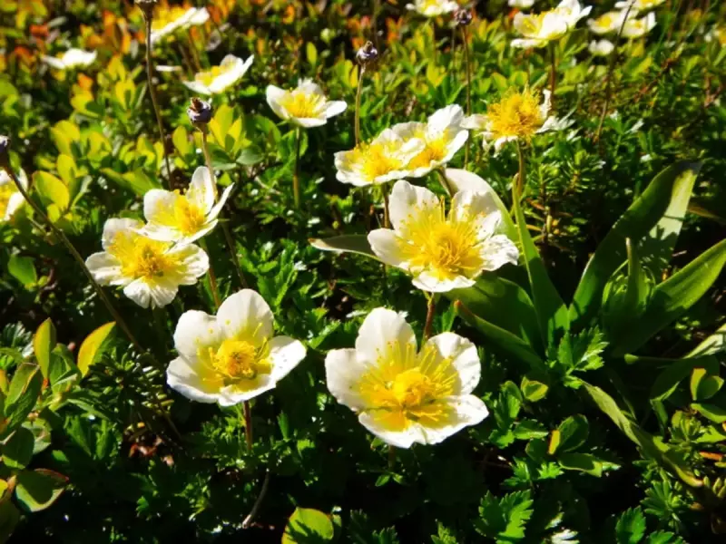 チングルマの花