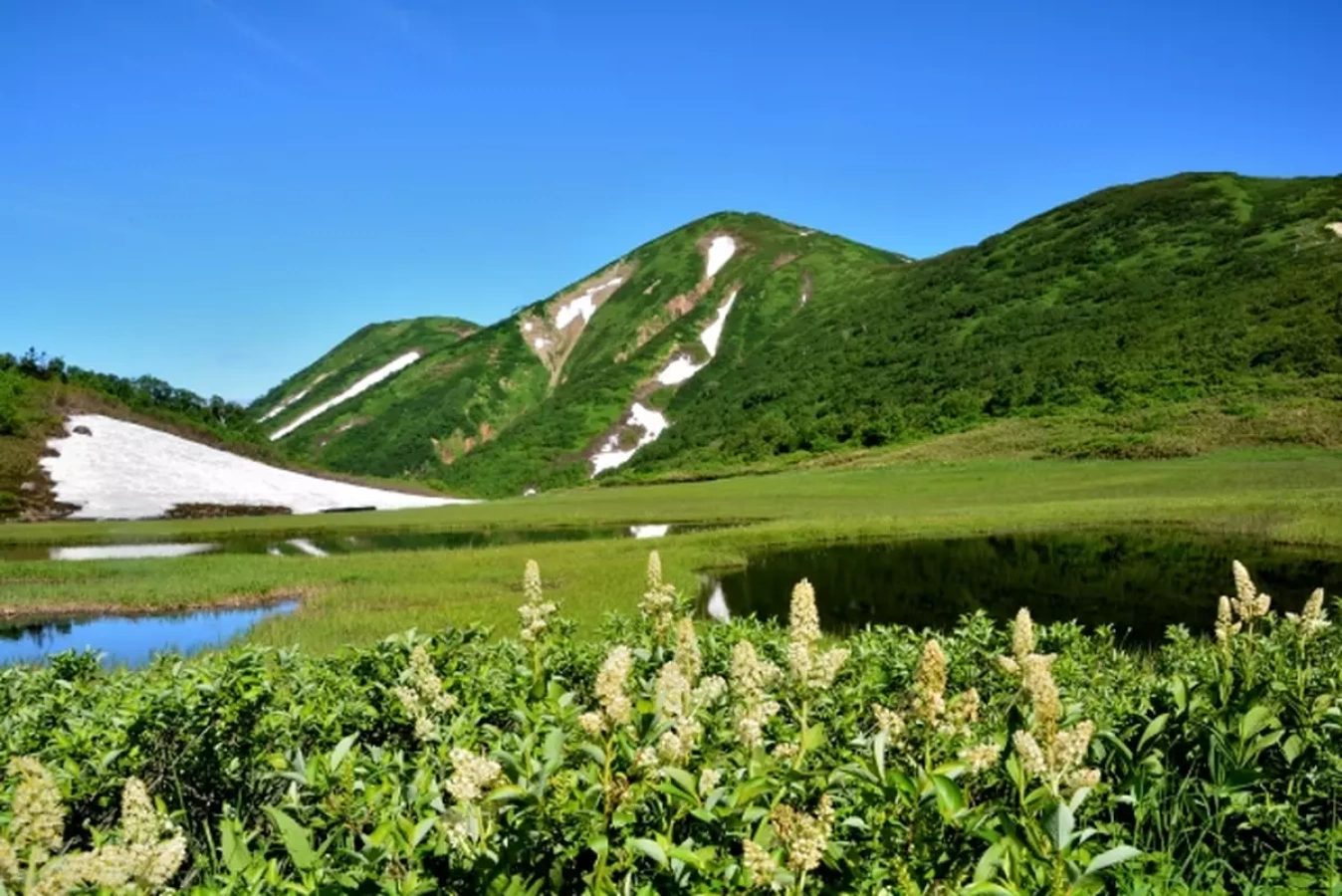 湿原と高山植物の絶景を楽しむ!火打山の初心者向け日帰り登山から中級者向け登山コース紹介