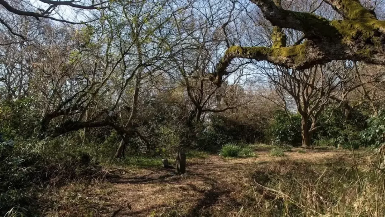 三浦アルプス 登山 畠山