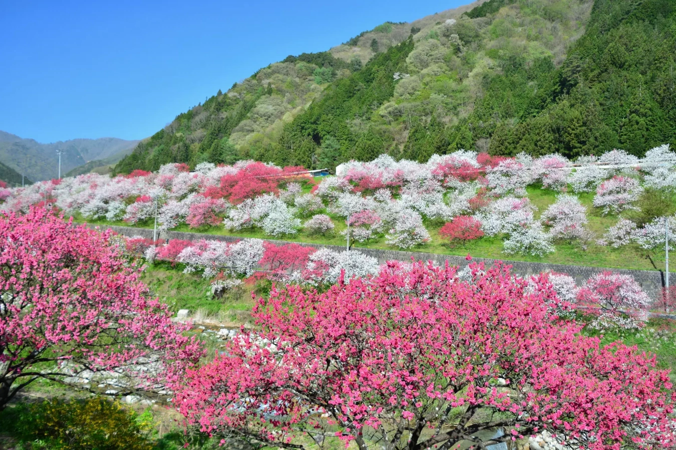 【網掛山】難易度別コースで楽しむ昼神温泉の山歩(さんぽ)&登山♨阿智セブンサミット