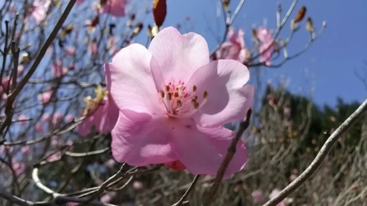 九州の百名山祖母山のアケボノツツジ