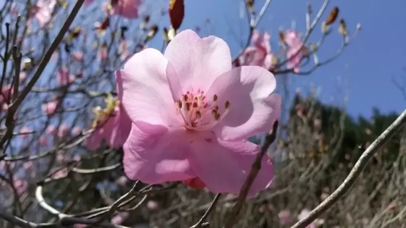 九州の百名山祖母山のアケボノツツジ