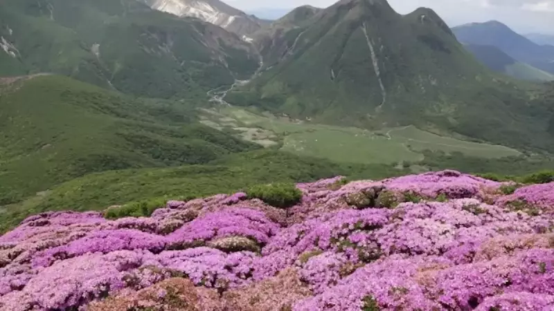 大船山登山北大船山山頂のミヤマキリシマ
