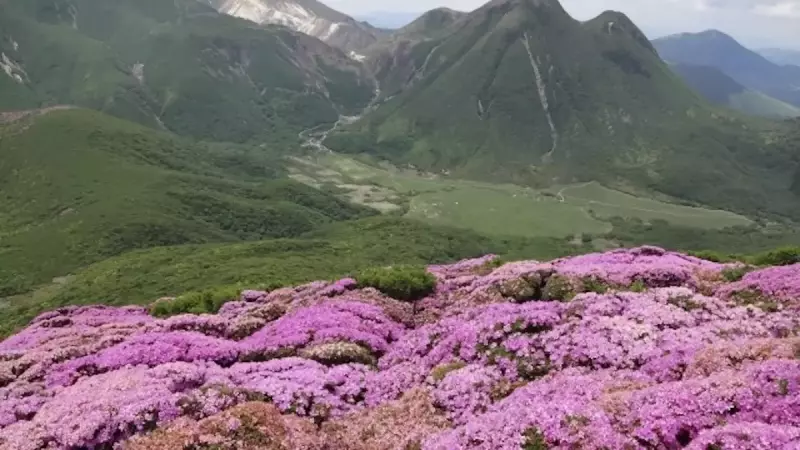 大船山登山北大船山山頂のミヤマキリシマ