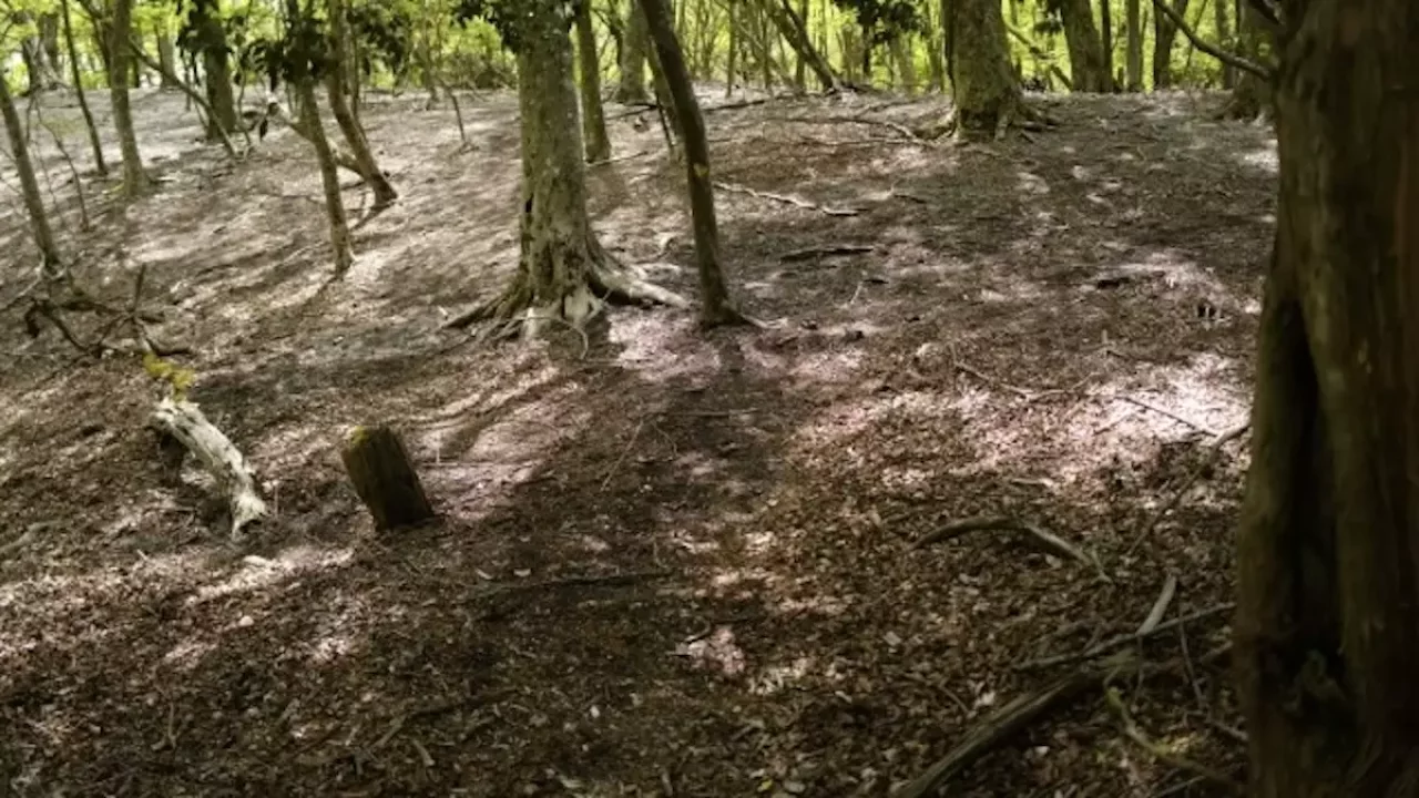 由布岳登山 由布岳正面登山口ルート合野越