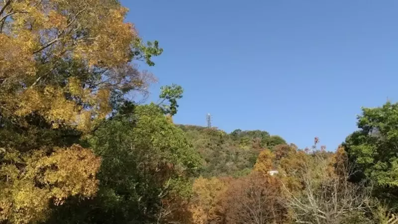 六甲山 登山 紅葉