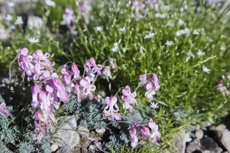 高山植物
