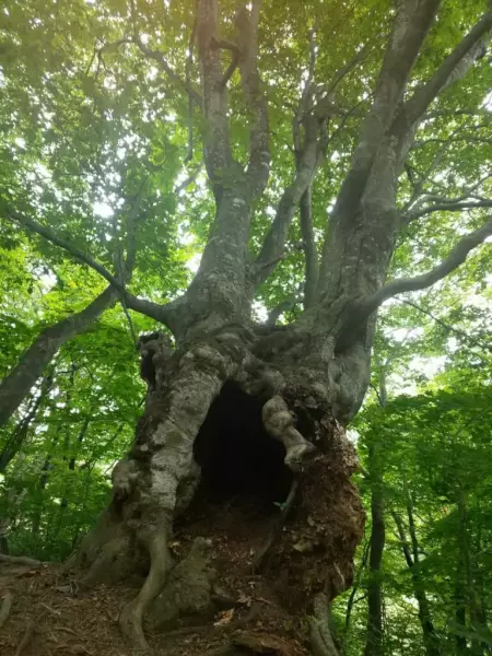 梵珠山にたたずむブナの巨木
梵珠山 登山