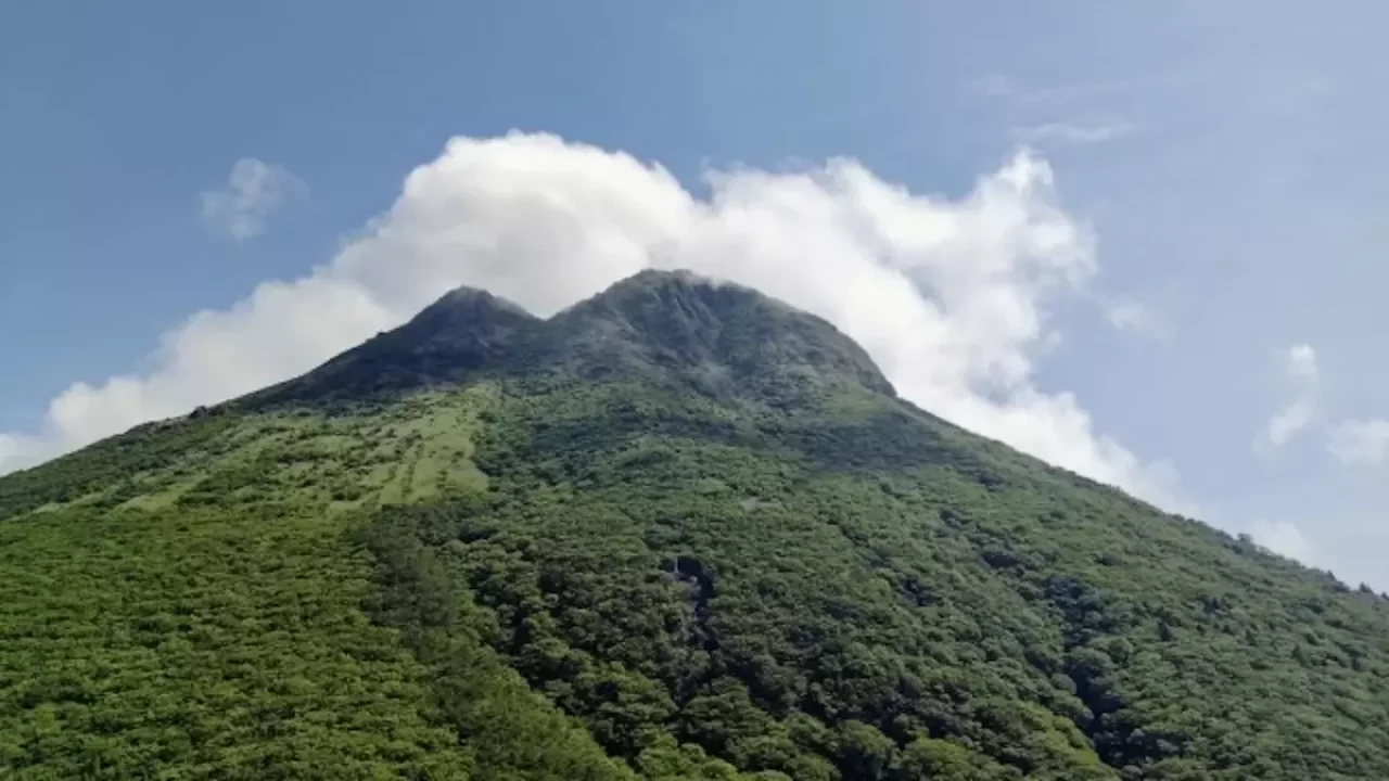 由布岳登山 東登山口ルート樹林帯